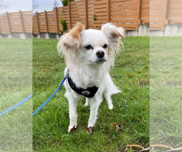 Medium Photo #2 Chion Puppy For Sale in Bellevue, WA, USA