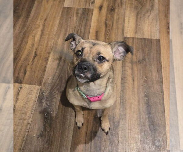Medium Photo #4 Pug-Unknown Mix Puppy For Sale in Wakefield, RI, USA