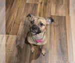 Small #3 Pug Mix