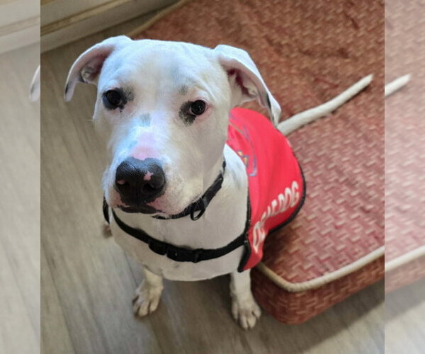 Medium Photo #2 Mutt Puppy For Sale in Visalia, CA, USA