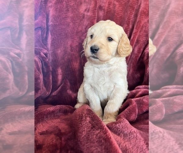 Medium Photo #3 Goldendoodle Puppy For Sale in RATHDRUM, ID, USA