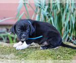 Small #4 Jug-Treeing Walker Coonhound Mix
