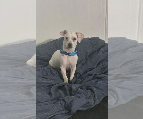 Medium Photo #11 Chihuahua Puppy For Sale in Rosenberg, TX, USA