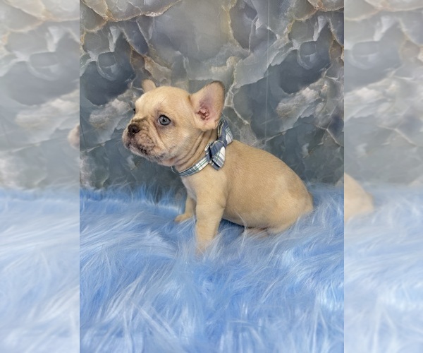 Medium Photo #7 French Bulldog Puppy For Sale in LAKE PARK, GA, USA
