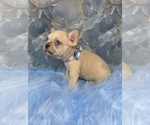 Small #2 French Bulldog