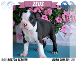 Small Photo #37 Boston Terrier Puppy For Sale in GOSHEN, IN, USA