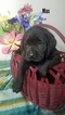 Small #1 Labrador Retriever