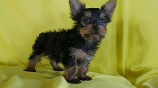 Yorkshire Terrier Puppy for sale in CUYAHOGA FALLS, OH, USA