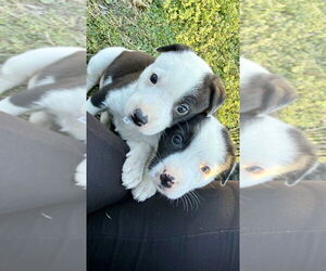 Asher - Male Australian Shepherd-Unknown Mix Dog for Adoption - Photo #6