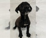 Small Photo #2 Labrador Retriever-Unknown Mix Puppy For Sale in Glenwood, GA, USA