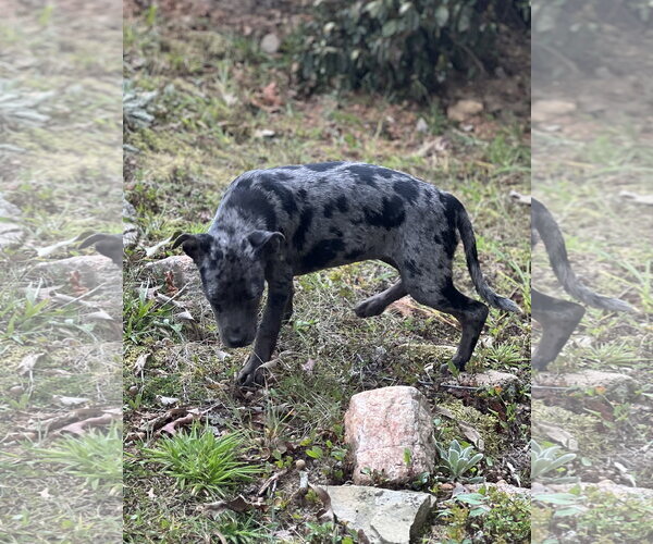 Medium Photo #3 Catahoula Leopard Dog-Labrador Retriever Mix Puppy For Sale in Lakemont, GA, USA