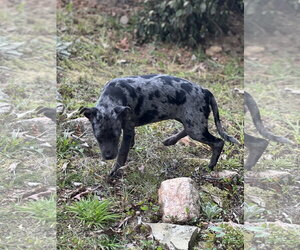 Louise - Female Catahoula Leopard Dog-Labrador Retriever Mix Dog for Adoption - Photo #3