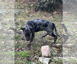 Small Photo #3 Catahoula Leopard Dog-Labrador Retriever Mix Puppy For Sale in Lakemont, GA, USA