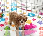 Small #10 Cavapoo (Miniature)-Poodle (Toy) Mix