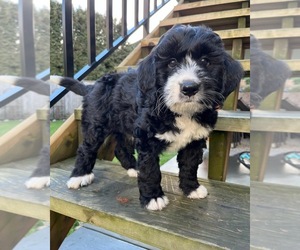 Bernedoodle-Bernese Mountain Dog Mix Puppy for sale in Delta, British Columbia, Canada