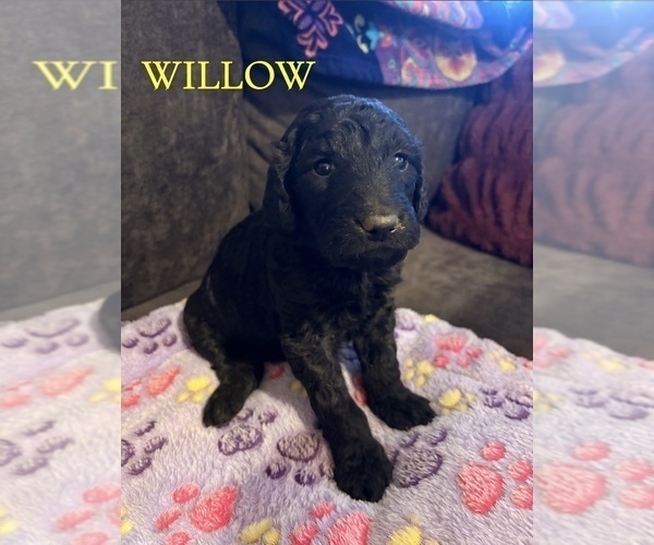 Medium Photo #7 Goldendoodle Puppy For Sale in DENVER, NC, USA