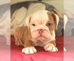 Small Photo #4 English Bulldog Puppy For Sale in LIHUE, HI, USA