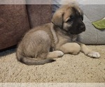 Puppy 3 German Shepherd Dog-Great Pyrenees Mix