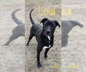 Labrador Retriever-Unknown Mix Dogs for adoption in Conway, AR, USA