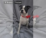 Puppy Thicket Boston Terrier