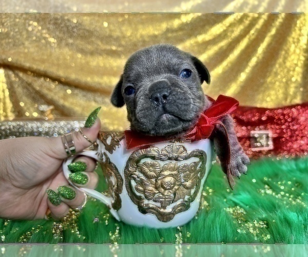 Medium Photo #60 French Bulldog Puppy For Sale in HAYWARD, CA, USA