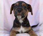 Chalk Pup - Dover - Male Colonial Cocker Spaniel-Unknown Mix Dog for Adoption - Small photo