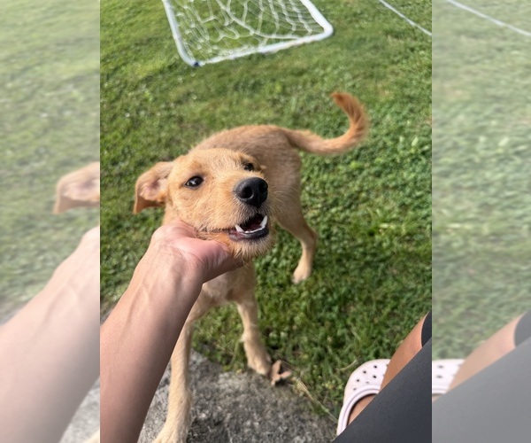 Medium Photo #8 Chi-Poo (Miniature) Puppy For Sale in BROCKTON, MA, USA