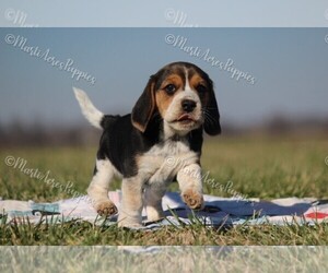 Beagle Puppy for sale in LAMAR, MO, USA