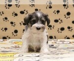 Small Photo #2 Schnauzer (Miniature) Puppy For Sale in DENVER, PA, USA