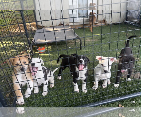 Medium Photo #4 Shollie Puppy For Sale in Sebec, ME, USA