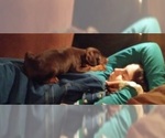 Small Photo #8 Doberman Pinscher Puppy For Sale in PORTLAND, OR, USA