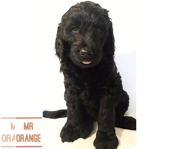 Medium Photo #1 Goldendoodle Puppy For Sale in JEROME, ID, USA