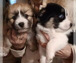 Small #2 Shih Tzu Mix