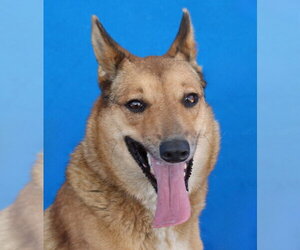 German Shepherd Dog-Unknown Mix Dogs for adoption in Pasadena, CA, USA
