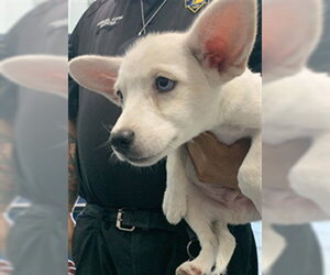 Siberian Husky-Unknown Mix Dogs for adoption in Corpus Christi, TX, USA