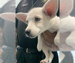 Small Siberian Husky Mix