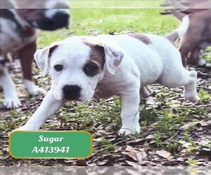 American Pit Bull Terrier-Unknown Mix Dogs for adoption in Conroe, TX, USA