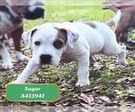 Small American Pit Bull Terrier Mix