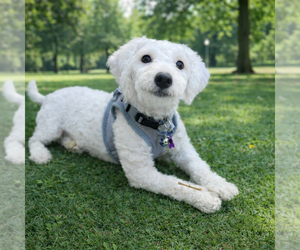 Poodle (Miniature)-Unknown Mix Dogs for adoption in Phoenix, AZ, USA