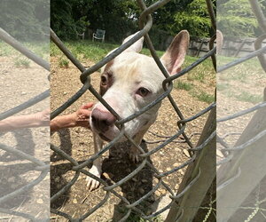 Jitterbug - Male American Staffordshire Terrier-Unknown Mix Dog for Adoption - Photo #4