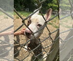 Small #3 American Staffordshire Terrier Mix
