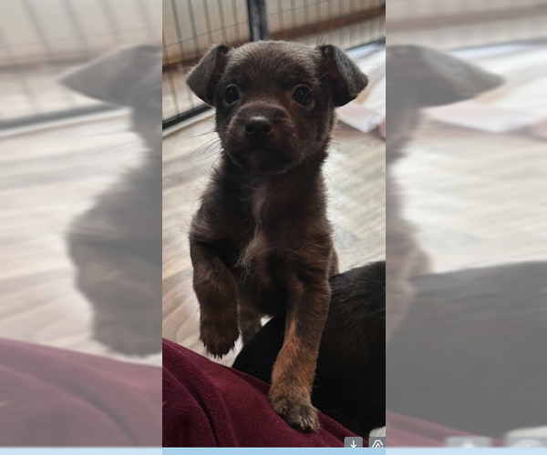 Medium Photo #3 Mutt Puppy For Sale in Plainfield, IL, USA