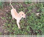 Small Photo #3 Great Dane Puppy For Sale in WILMER, AL, USA