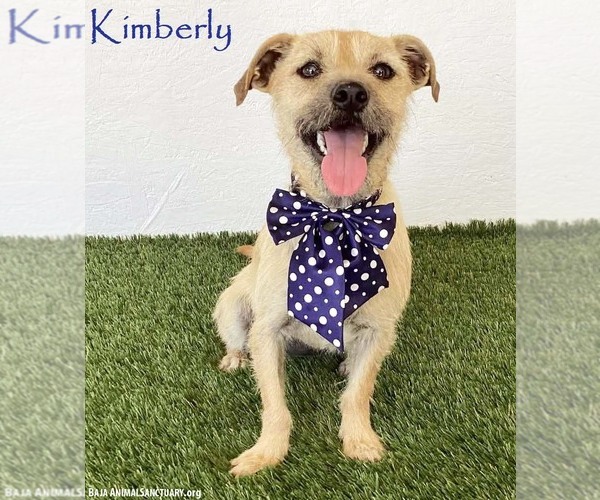 Medium Photo #1 Norfolk Terrier-Unknown Mix Puppy For Sale in San Diego, CA, USA
