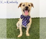 Small Norfolk Terrier Mix