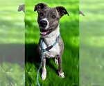 Small Mountain Cur-Plott Hound Mix