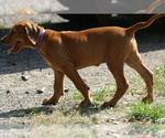 Small Photo #7 Rhodesian Ridgeback Puppy For Sale in CHOUDRANT, LA, USA