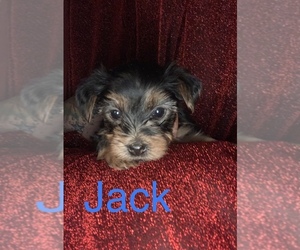 Yorkshire Terrier Puppy for sale in MANHATTAN, NY, USA