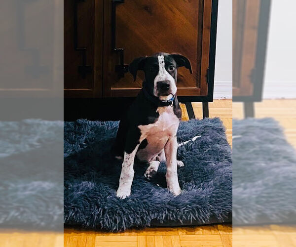 Medium Photo #3  Puppy For Sale in , 