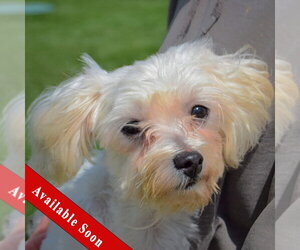Maltese Dogs for adoption in Huntley, IL, USA